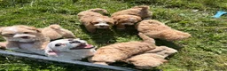 Cavapoochon dogs for sale: Cavapoochon puppies  - Advert 1