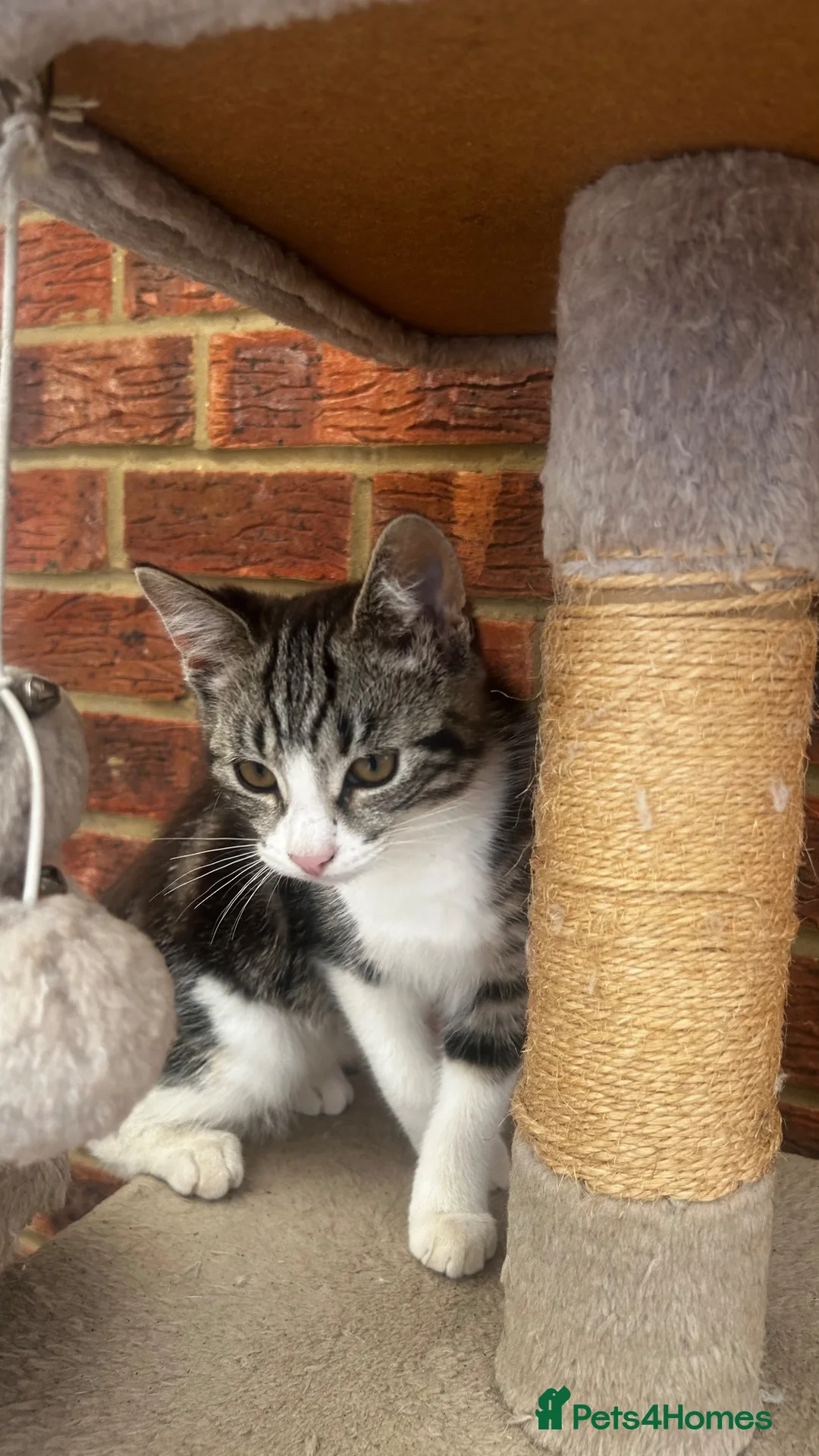 Mixed Breed cats for sale: Cute and playful  kittens - Advert 8