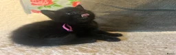 British Shorthair cats for sale: Kittens for sale in Callington - Advert 6