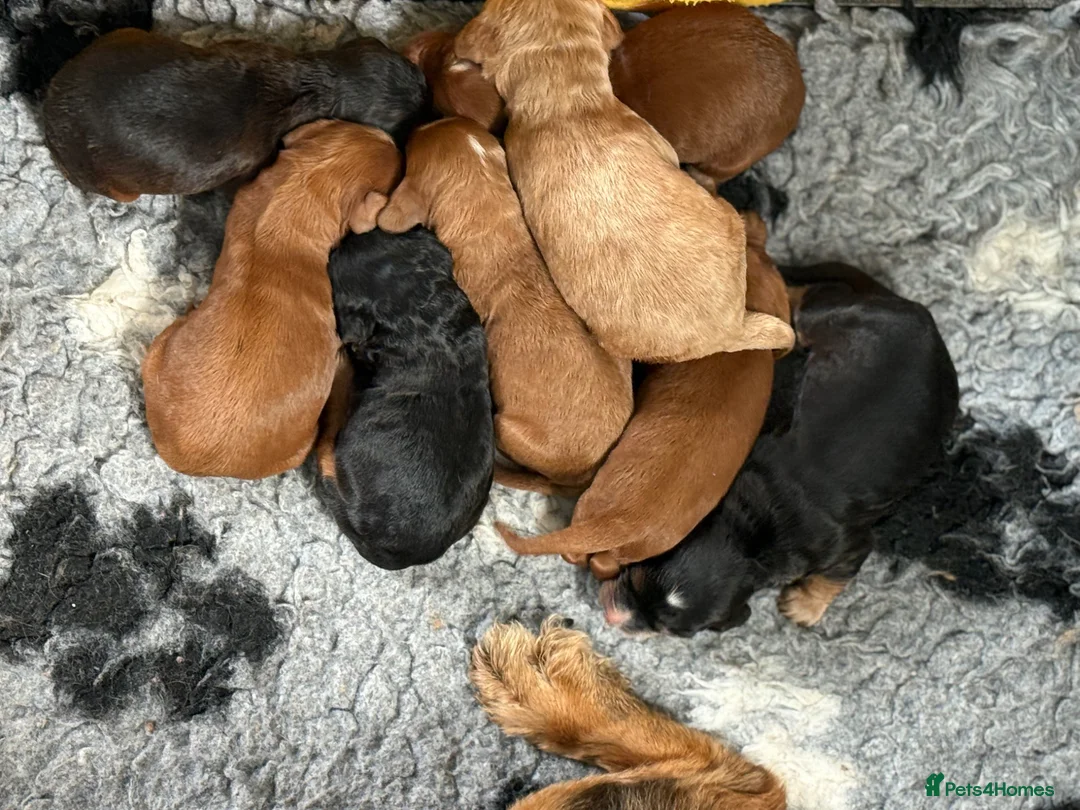 Cockapoo dogs for sale: Amazing array of colours F1 Cockapoo’s - Advert 2