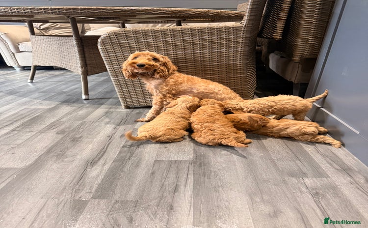 Cockapoo dogs - Advert 5