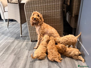 Cockapoo dogs - Advert 23