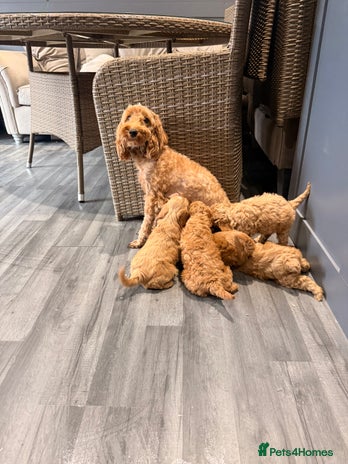 Cockapoo dogs - Advert 1