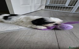 Shih Tzu dogs for sale: Last two puppies from liter 🐶🐶 - Image 26