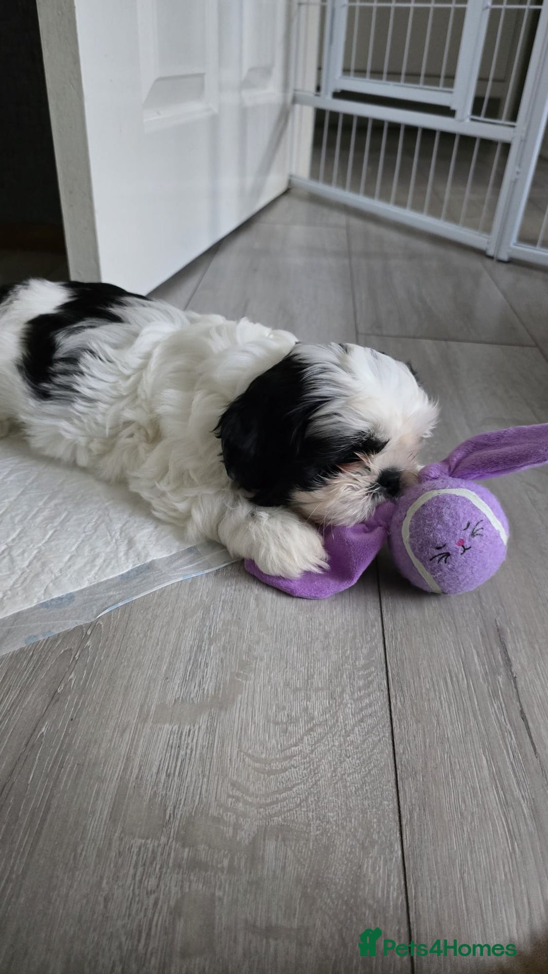 Shih Tzu dogs for sale: Last two puppies from liter 🐶🐶 - Image 26