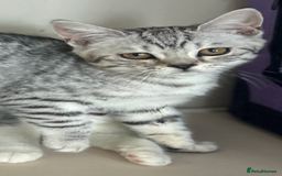 Scottish Fold cats for sale: Kittens Ready for Their Forever Homes - Image 11