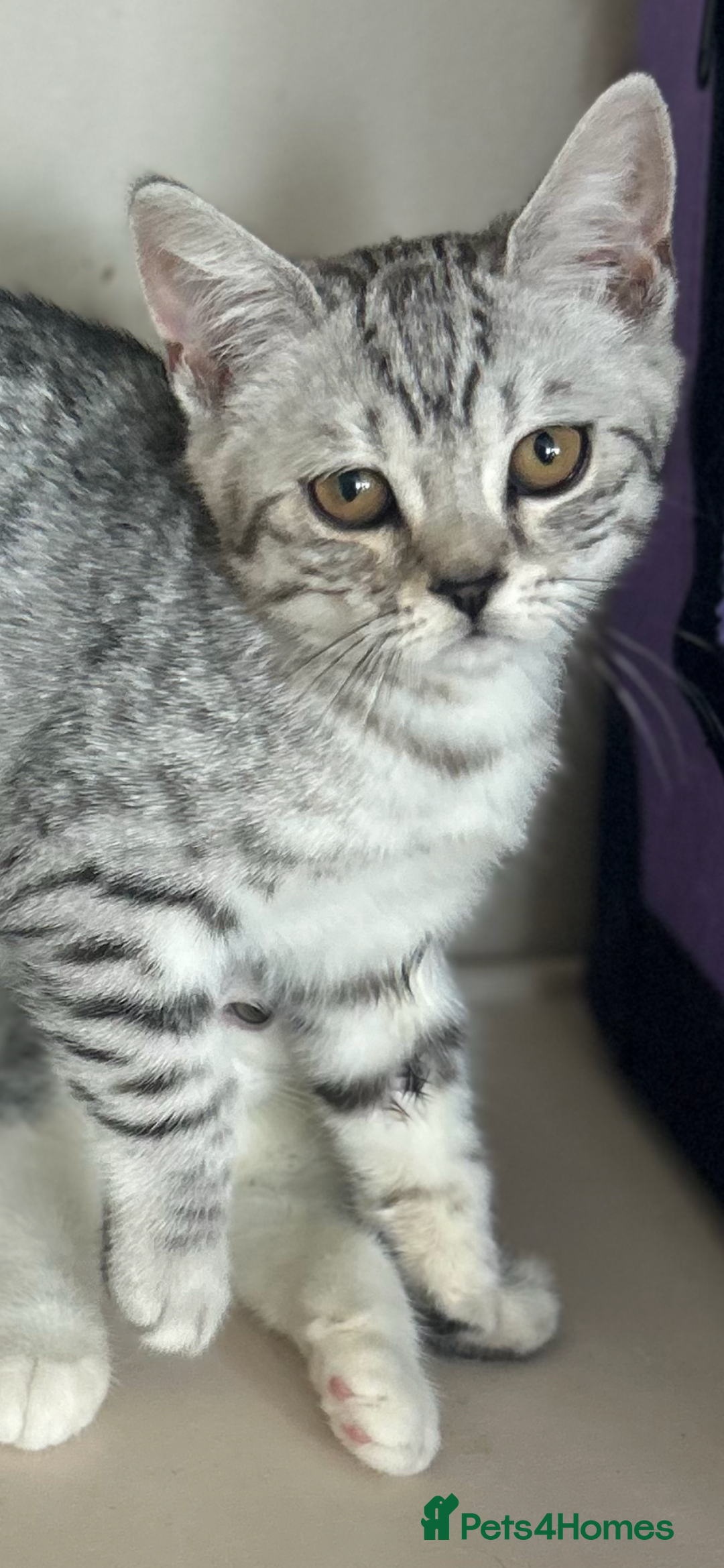 Scottish Fold cats for sale: Kittens Ready for Their Forever Homes - Image 11
