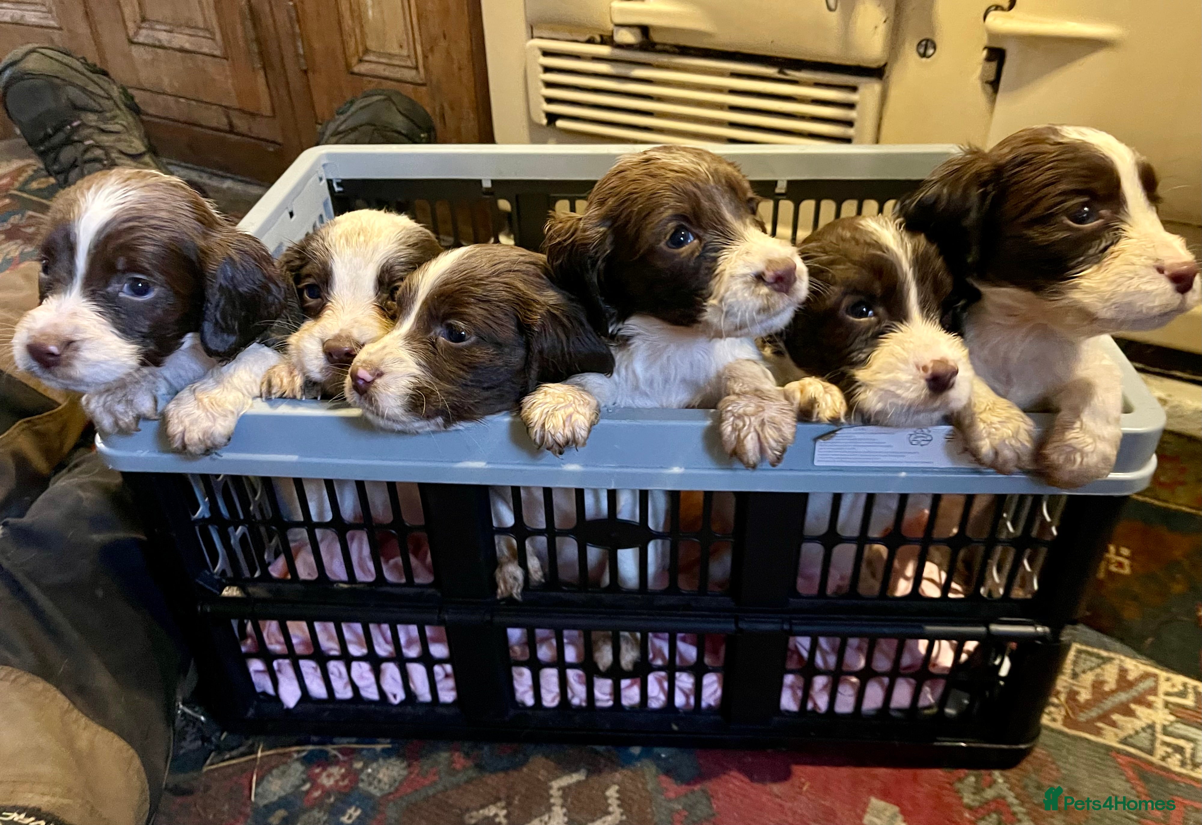English Springer Spaniel dogs Lovely Springers ready 21st March  - Advert 10