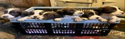 English Springer Spaniel dogs for sale: Spring into Spring with a lovely Springer - Advert 13