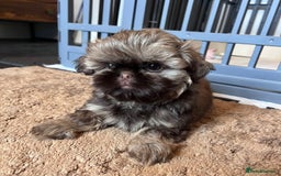 Shih Tzu dogs for sale: Stunning KC chocolate imperial Shihtzu puppies - Image 9