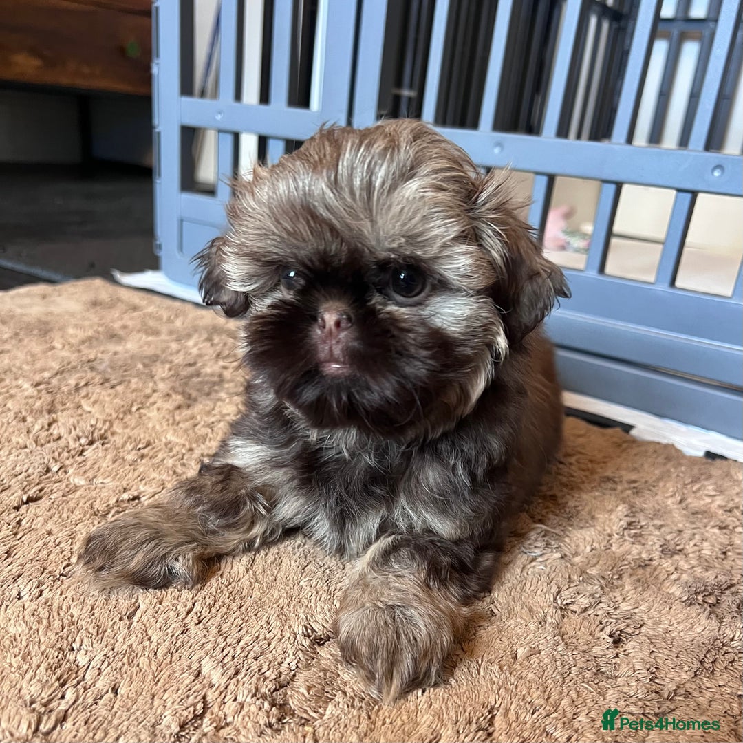 Shih Tzu dogs for sale: Stunning KC chocolate imperial Shihtzu puppies - Image 9