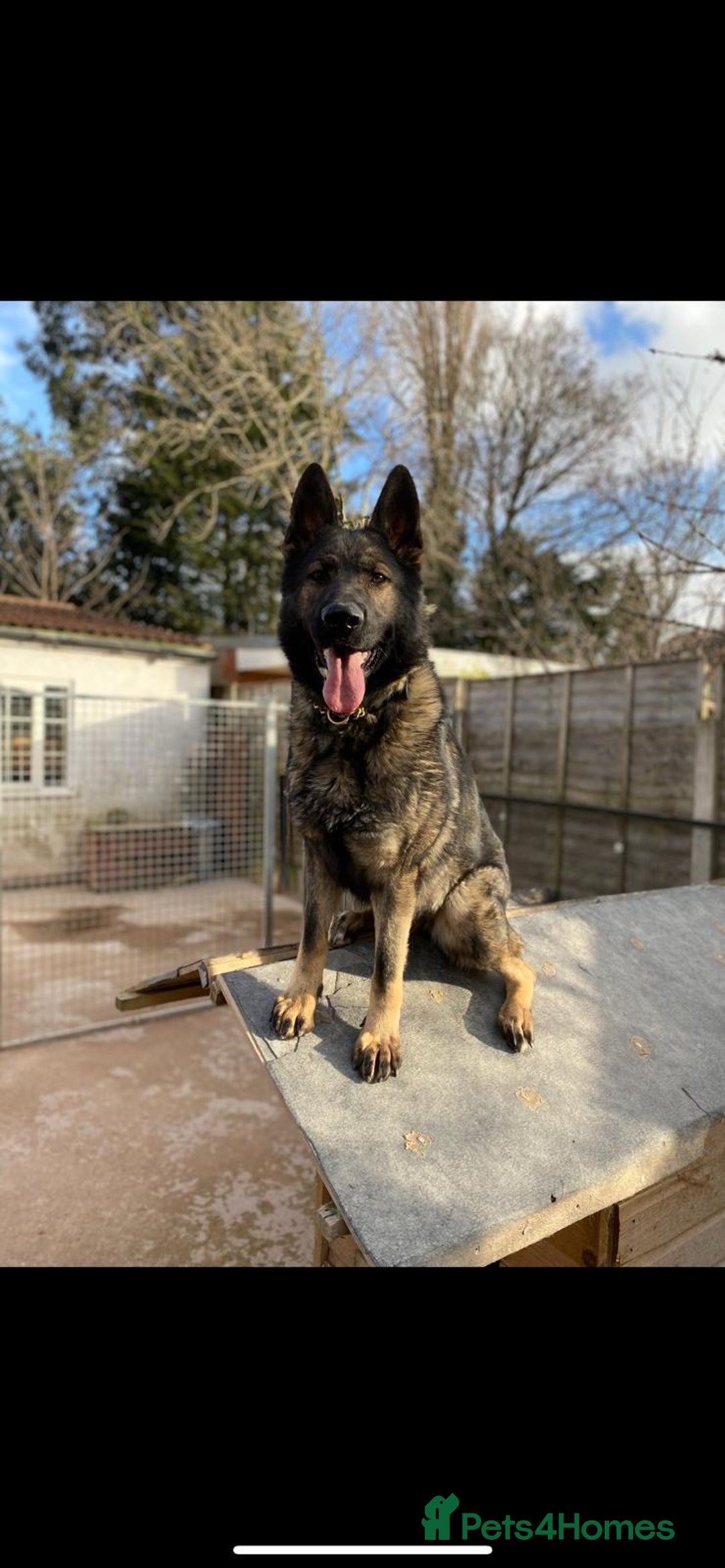 German Shepherd dogs for sale: KC Registered German Shepards Puppies  - Image 10