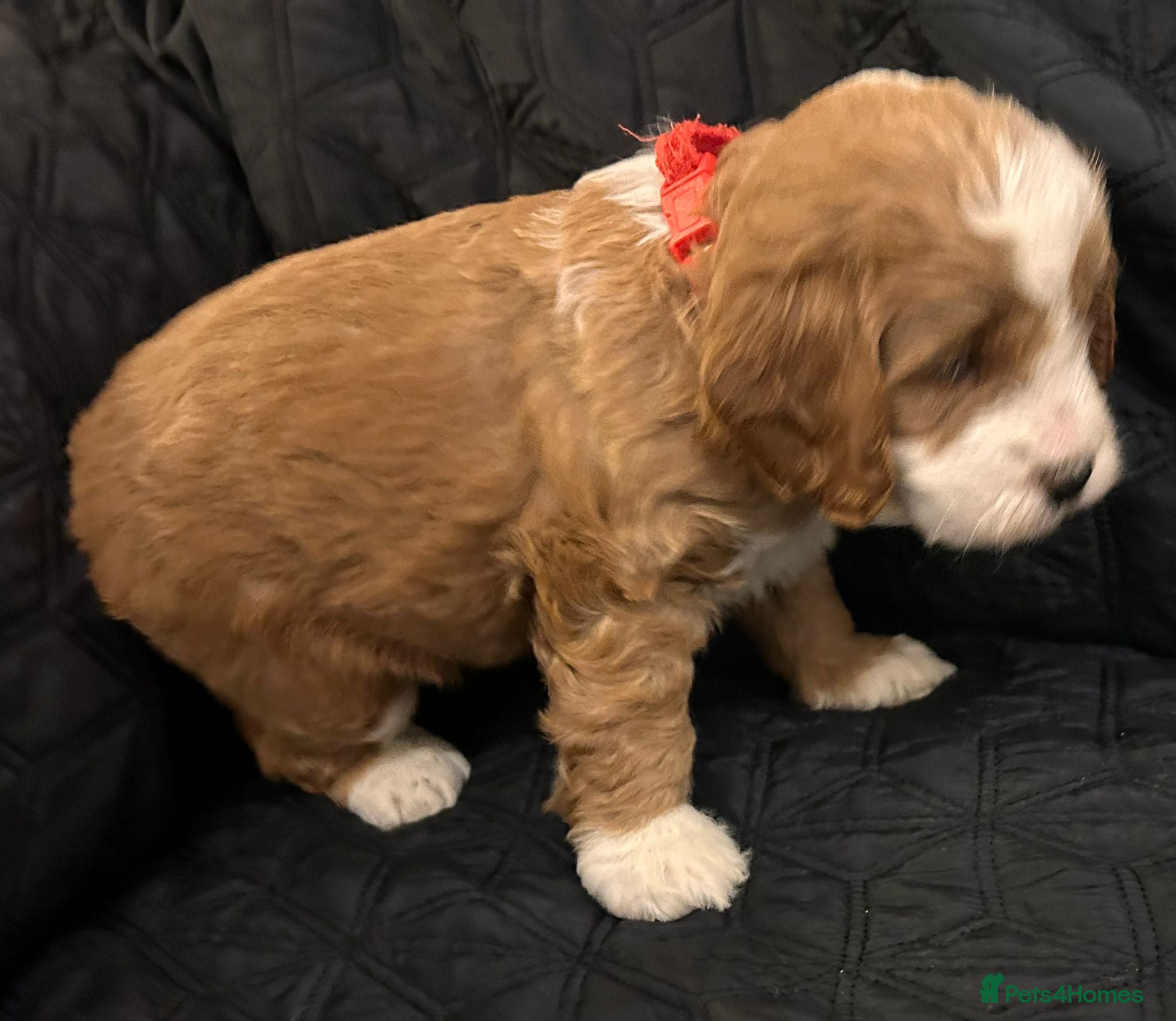 Cockapoo dogs for sale: READY NOW! RED F1 HEALTH-CHECKED TOY COCKAPOOS - Advert 30