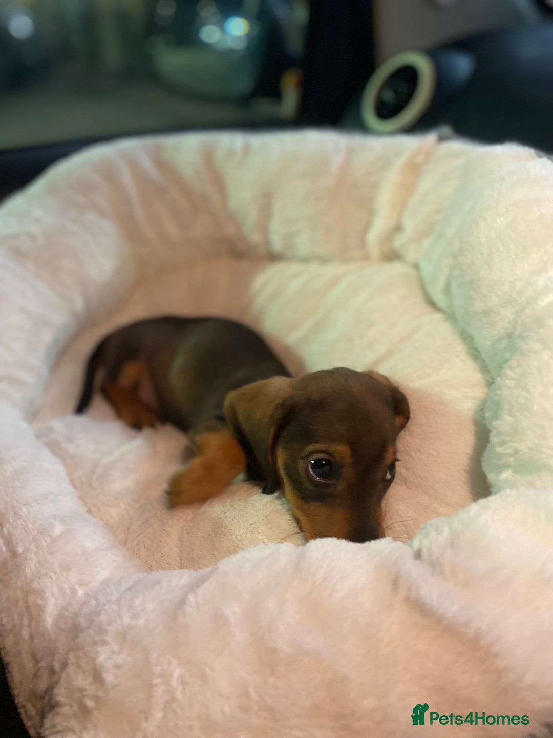 Miniature Dachshund dogs for sale: DOLLAR 💵  - Image 3