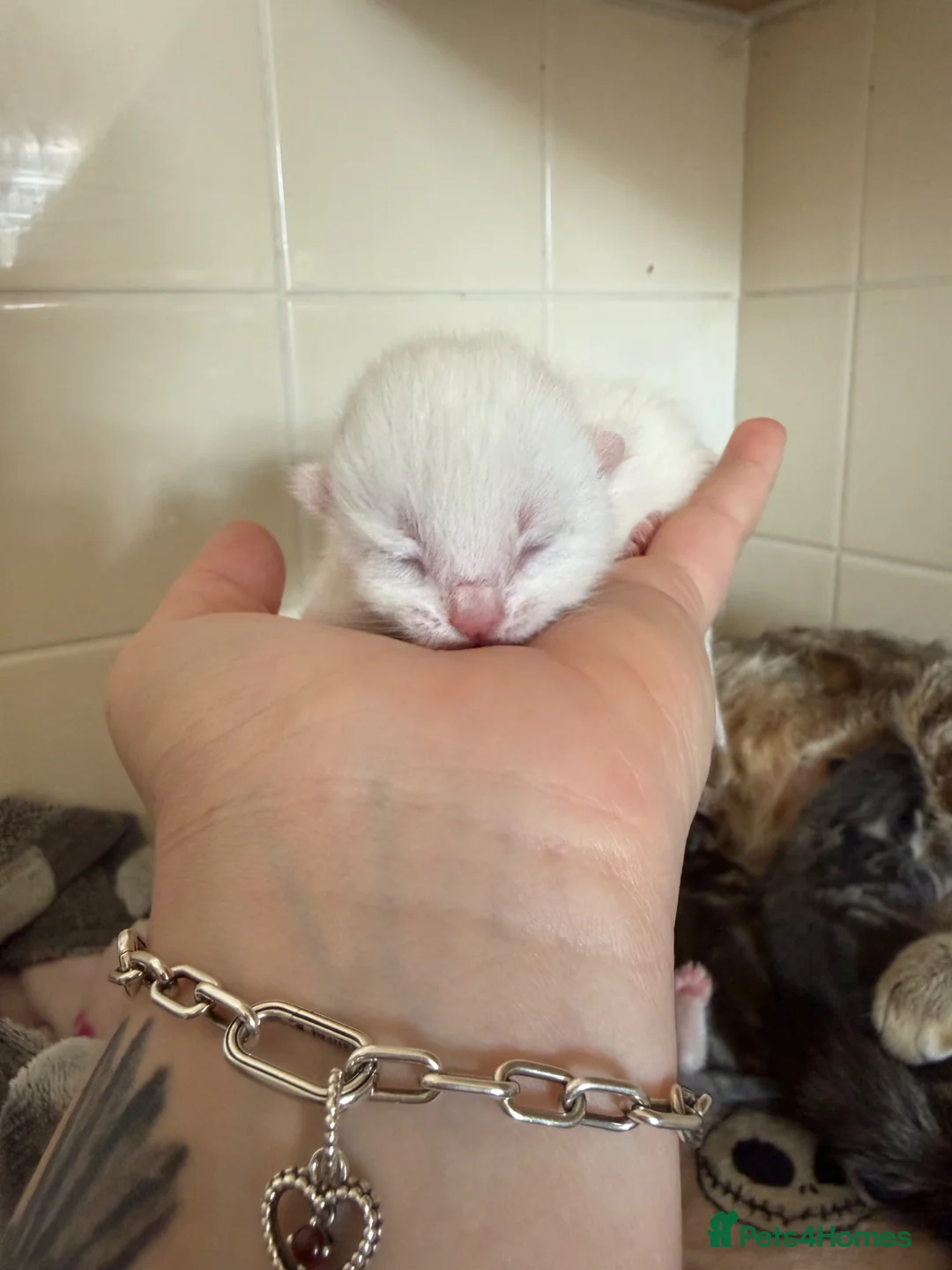 Mixed Breed cats for sale: Four beautiful kittens ready 28/05 - Advert 6