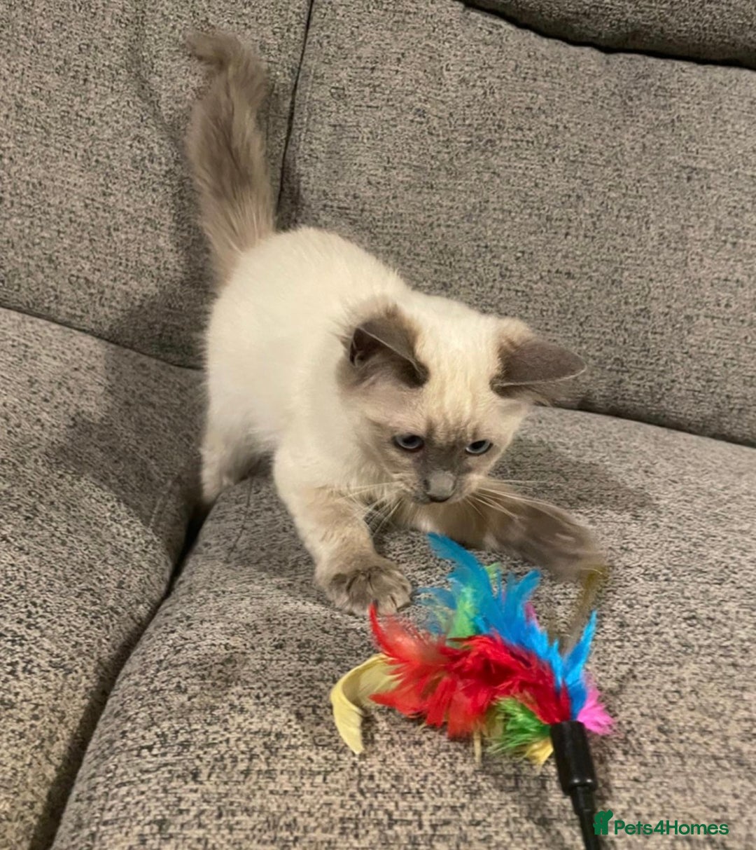 Ragdoll cats for sale: Beautiful GCCF Ragdoll Kittens  - Advert 11