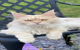 Maine Coon cats for sale: Maine Coon cat needs new home - Image 4