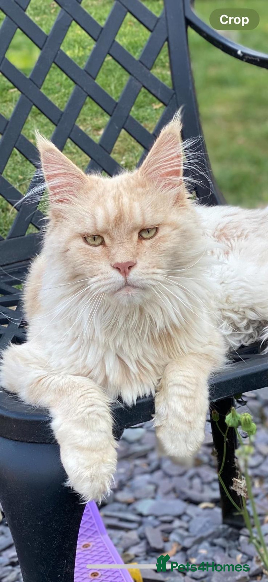Maine Coon cats for sale: Maine Coon cat needs new home - Image 4