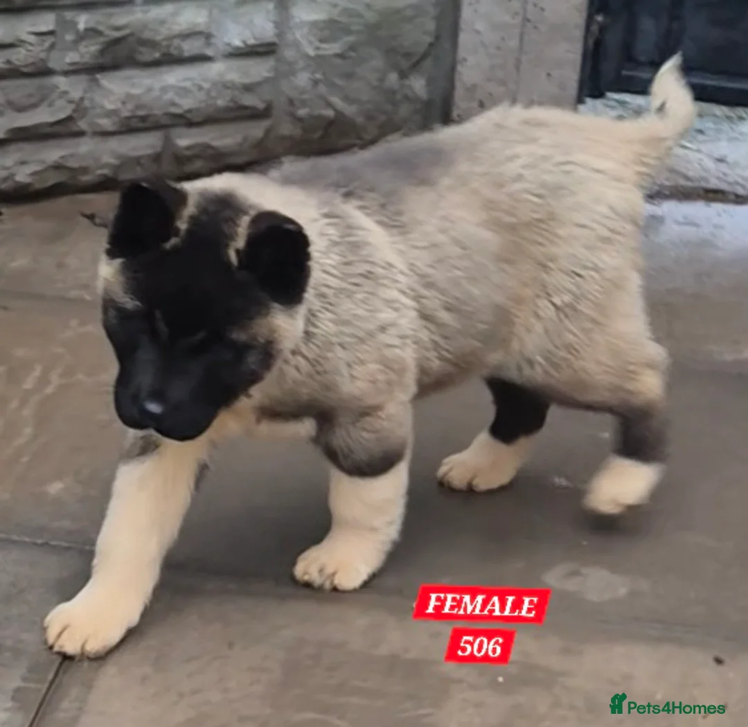 Akita dogs for sale: AMERICAN AKITA FEMALES BLACK MASK BEARS - Advert 12