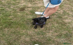 Cocker Spaniel dogs for sale: Female Working Cocker Spaniel for sale  - Image 8