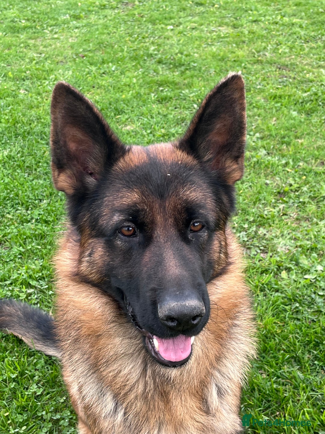 German Shepherd dogs for stud: Incredible KC REG, True family GSD - Image 2