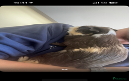 Guinea Pig rodents for sale: Male Guinea Pig needs a new home - Image 5