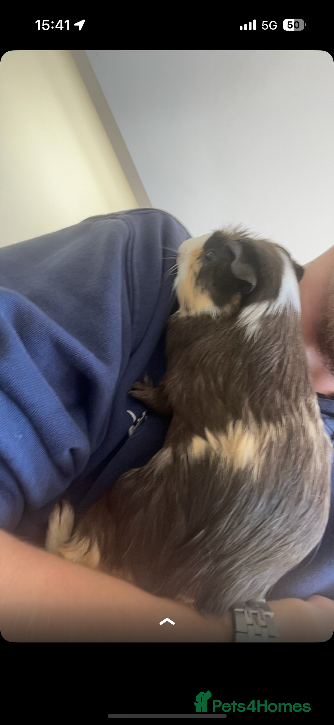 Guinea Pig rodents for sale: Male Guinea Pig needs a new home - Image 5