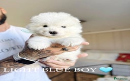 Samoyed dogs for sale: Samoyed puppies KC Registered Champions Bloodline  - Image 6