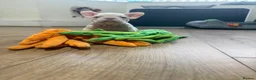 French Bulldog dogs for sale: New Shades Puppies/ DNA 🧬 Tested Parents  - Advert 17