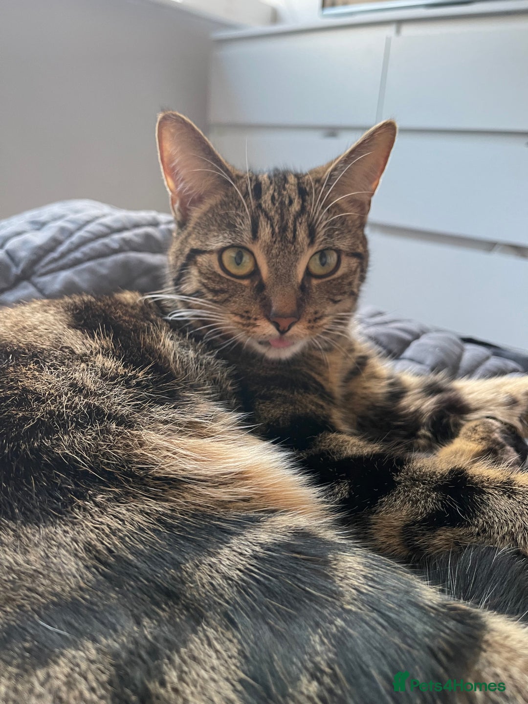Mixed Breed cats for sale: Beautiful 3 Year Old Cat🐾🤍 - Advert 2
