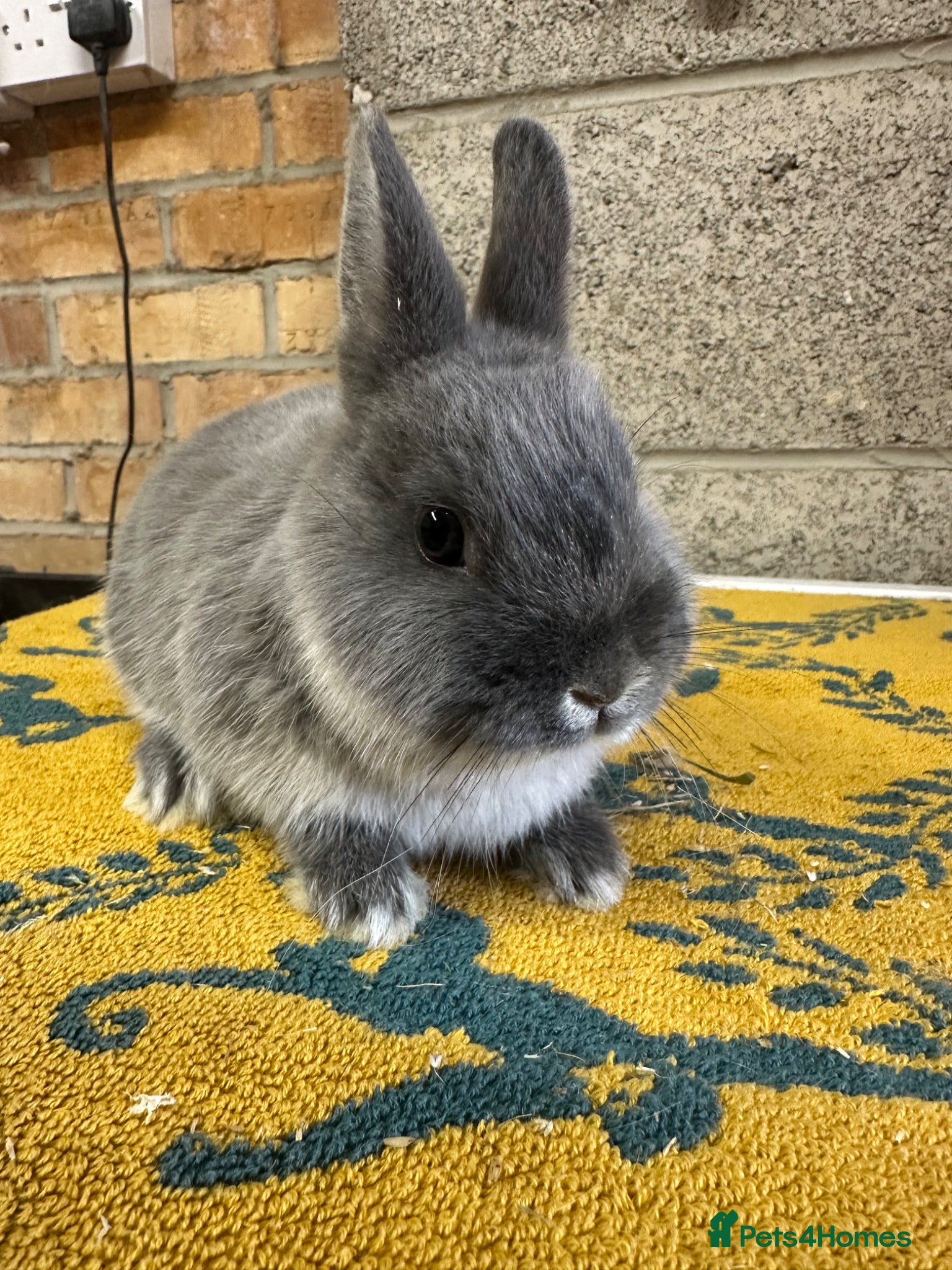 Netherland Dwarf rabbits Male Netherland Dwarf Rabbits For Sale - Advert 2