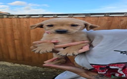 Labrador Retriever dogs for sale: Beautiful Labrador Retriever puppies for sale - Image 8
