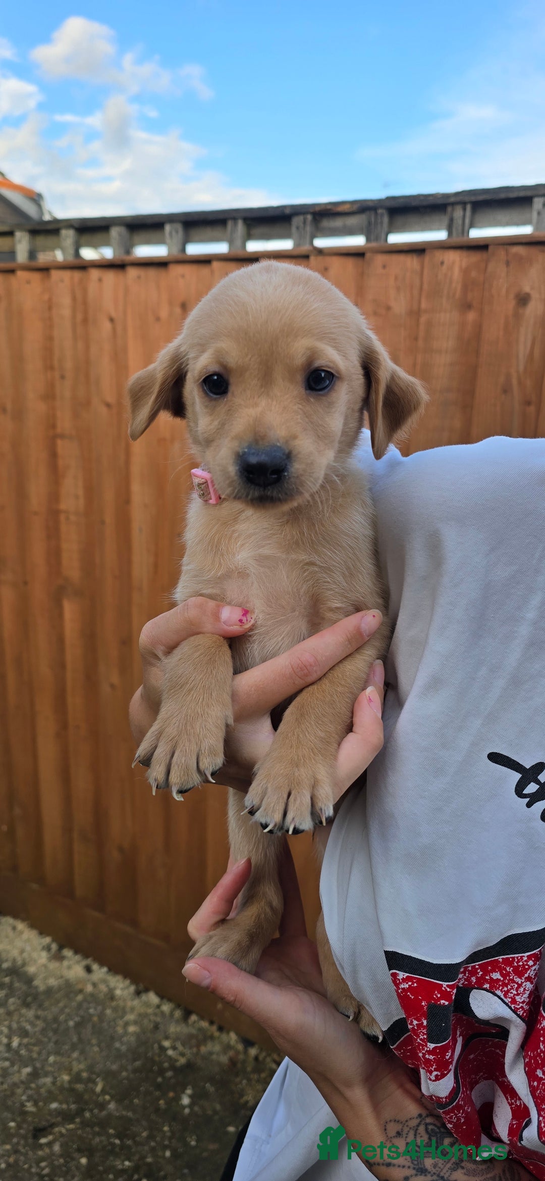 Labrador Retriever dogs for sale: Beautiful Labrador Retriever puppies for sale - Image 8
