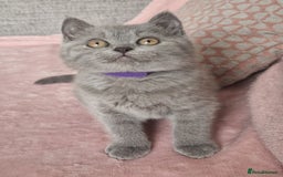 British Shorthair cats for sale: READY NOW, GCCF BLH & PET BSH PEDIGREE KITTENS - Image 6