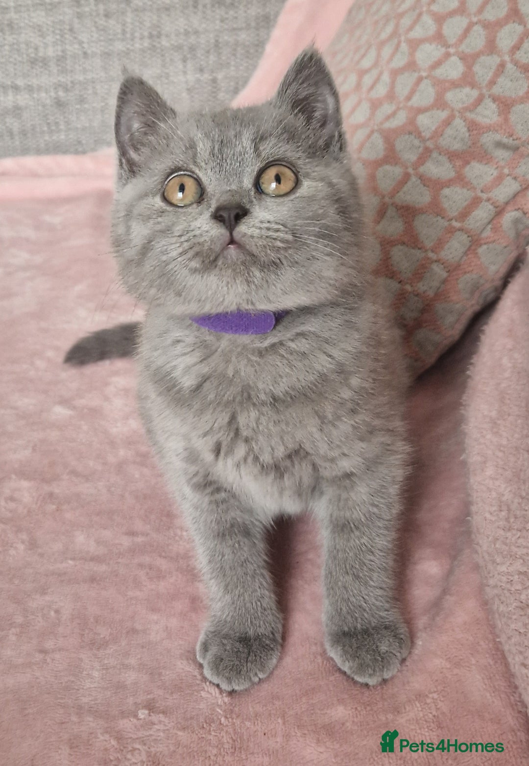 British Shorthair cats for sale: READY NOW, GCCF BLH & PET BSH PEDIGREE KITTENS - Image 6