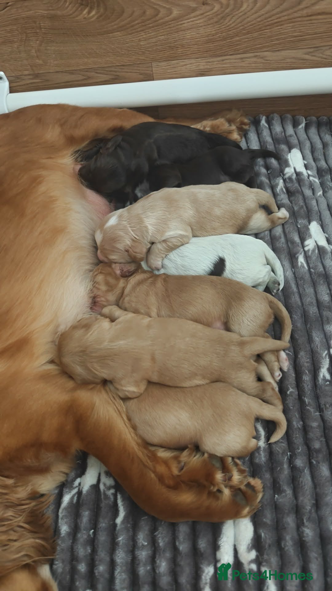 Cocker Spaniel dogs Cocker spaniel puppies - Advert 1