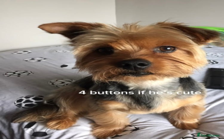 Yorkshire Terrier dogs in Newtownabbey - Advert 1
