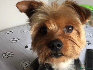 Yorkshire Terrier dogs in Newtownabbey - Advert 1