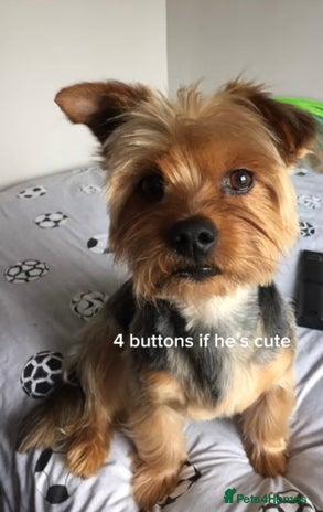 Yorkshire Terrier dogs in Newtownabbey - Advert 1