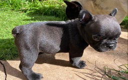 French Bulldog dogs for sale: KC reg pure French Bulldog puppies - Image 5