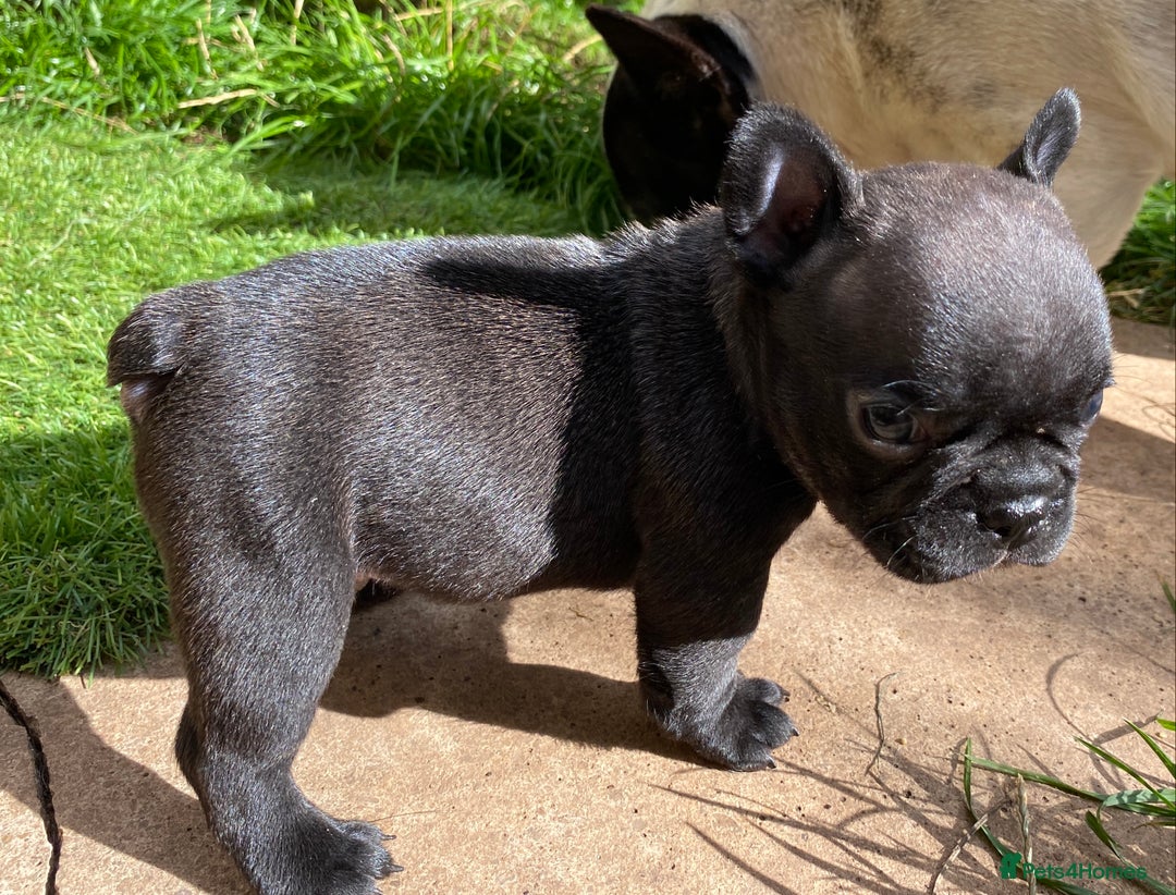 French Bulldog dogs for sale: KC reg pure French Bulldog puppies - Image 5