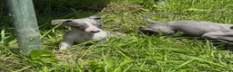 Whippet dogs for sale: KC registered whippet puppies  - Advert 13