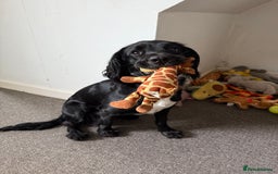 Sprocker dogs for sale: Female Sprocker Spaniel - Image 3