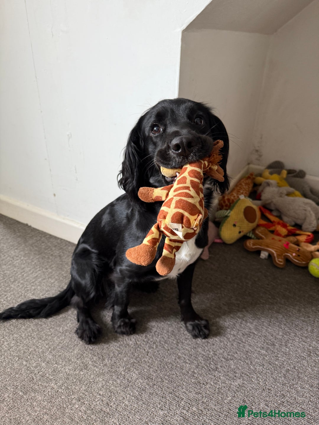 Sprocker dogs for sale: Female Sprocker Spaniel - Image 3