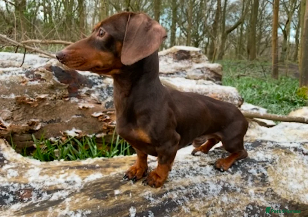 Miniature Dachshund dogs for stud: 27 champions prince Rolo  - Advert 8