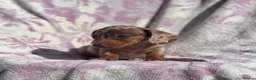 Miniature Dachshund dogs for sale: Miniature smooth coat dachshund puppies - Advert 8