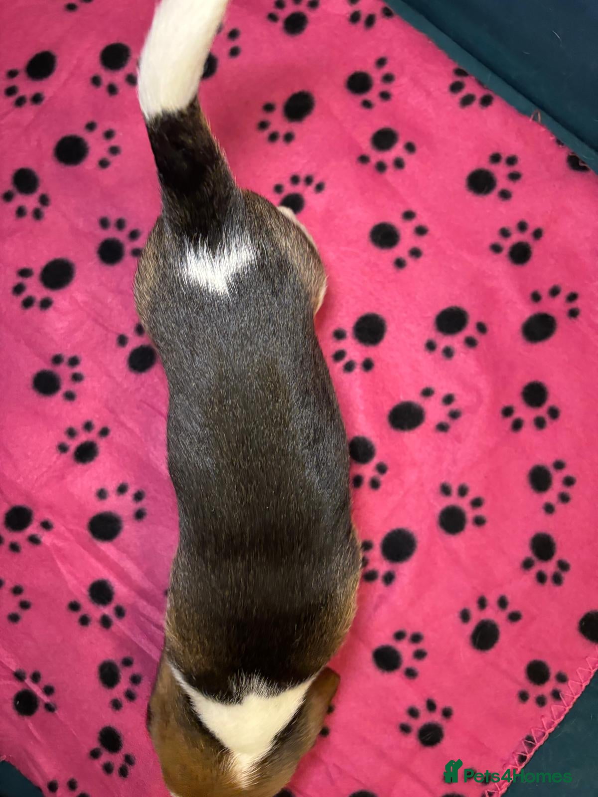 Beagle dogs Adorable Beagle Puppies for Sale - Advert 4