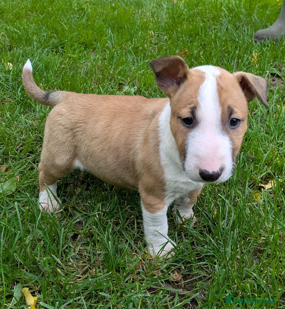 English Bull Terrier dogs for sale: KC REG ENGLISH BULL TERRIER PUPS - Image 8