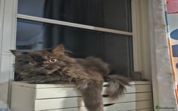 British Longhair cats for sale: Brown British long hair male - Image 2