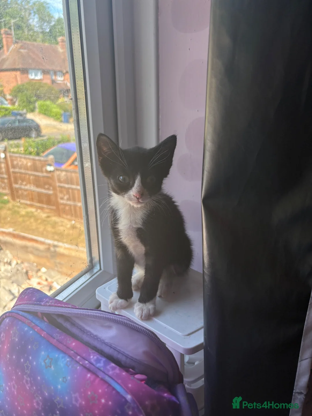 Mixed Breed cats for sale: 2 kittens one male one female  - Advert 8